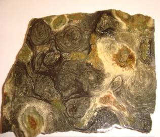 A stromatolite