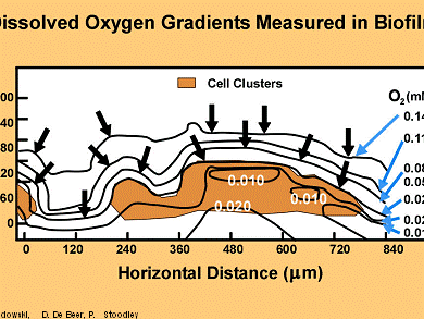 Dissolved Oxygen Gradients Found in Biofilms