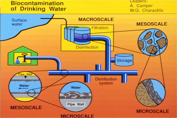 Biocontamination of drinking water.