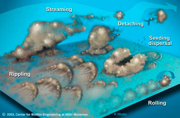 Biofilm Lifecycle