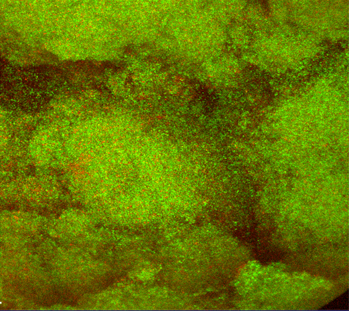 Confocal microscope image of a green biofilm 