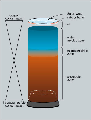 Figure  2. The column contains at least two steep gradients (oxygen and hydrogen sulfide).