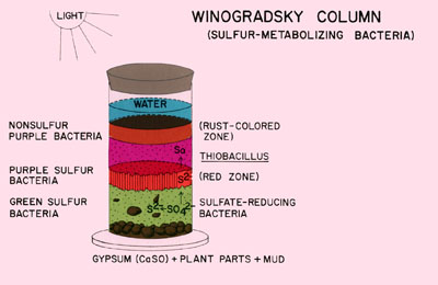  Figure 3. A great variety of heterotrophs also can be found in these columns including obligate anaerobes such as clostridia and methanogenic bacteria.