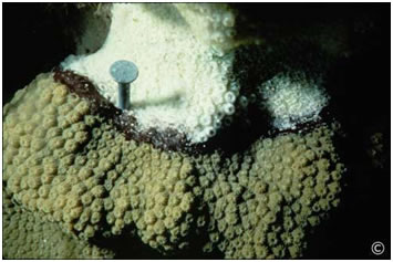 Black Band Coral