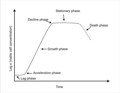 Figure 2. Typical growth curve for a batch system 