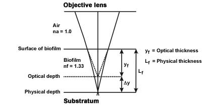 Figure 3. Light paths from the substratum-biofilm interface